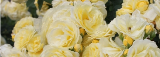 バラの花